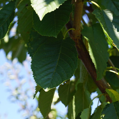 Prunus avium 'Road Scout' (2)